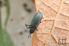 Anisostena cyanea