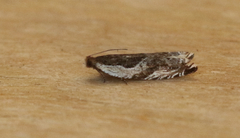 Ancylis simuloides