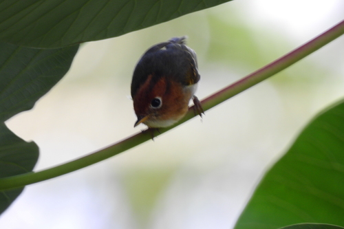 Sunda Warbler (Phylloscopus grammiceps), photo 6