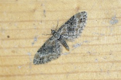 Eupithecia rotundopuncta