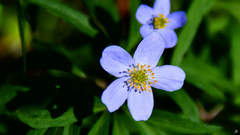Anemonoides caerulea
