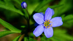 Anemonoides caerulea