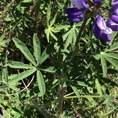 Lupinus rivularis