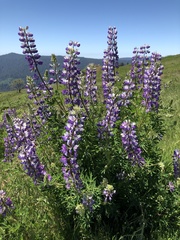 Lupinus rivularis
