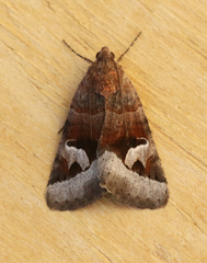 Drasteria perplexa