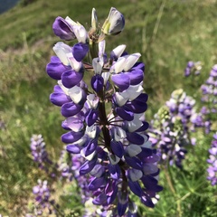 Lupinus rivularis