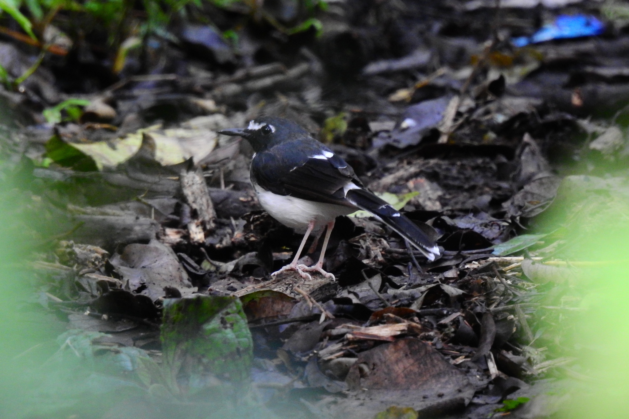 Sunda Forktail (Enicurus velatus), photo 3