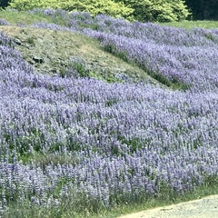 Lupinus rivularis