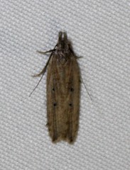 Dichomeris bipunctellus
