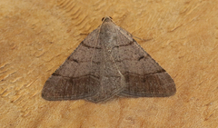 Digrammia muscariata