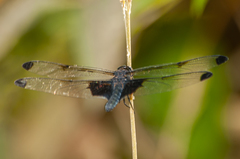 Atratothemis reelsi
