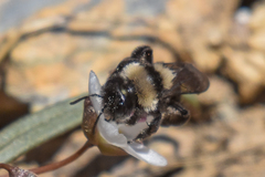Andrena cyanura