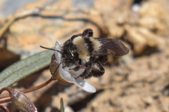 Andrena cyanura