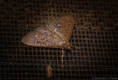 Prorodes mimica