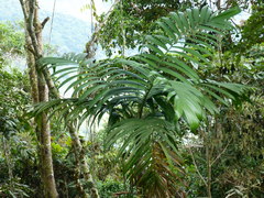 Chamaedorea linearis