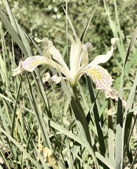 Iris tenuissima