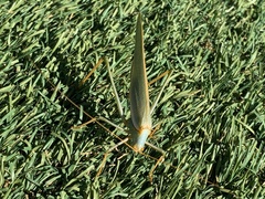 Elephantodeta nobilis