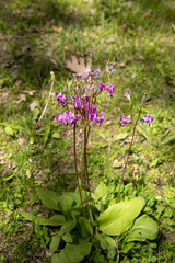Primula fassettii
