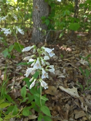 Penstemon pallidus