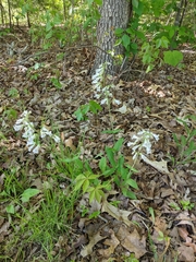 Penstemon pallidus