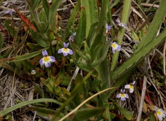 Downingia cuspidata
