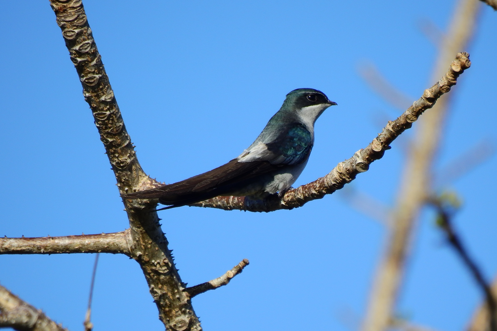 Grey-rumped Treeswift illustration