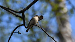 Ficedula hypoleuca