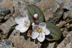 Claytonia obovata
