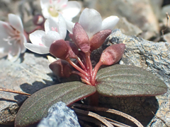 Claytonia obovata