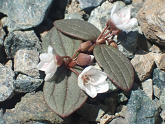 Claytonia obovata