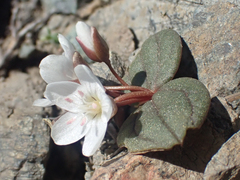 Claytonia obovata