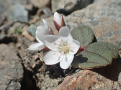 Claytonia obovata