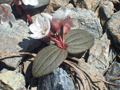 Claytonia obovata