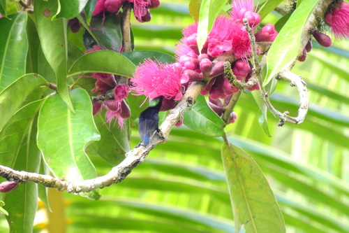 Black Sunbird (Leptocoma aspasia), photo 7