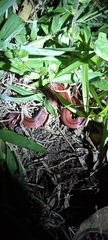 Atractus