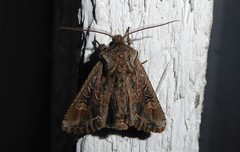 Ichneutica skelloni