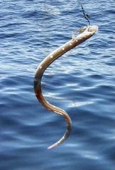 Ophichthus puncticeps