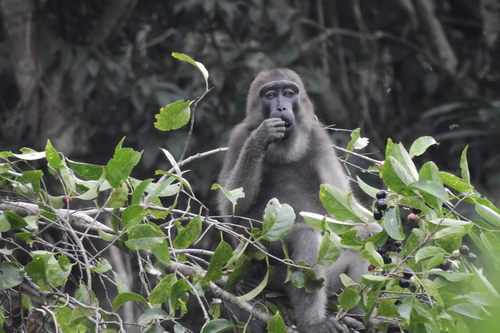 Muna-Buton macaque (Macaca brunnescens) — Near Threatened Mammalia