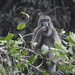 Muna-Buton Macaque - Photo (c) ꦥꦤ꧀ꦗꦶꦒꦸꦱ꧀ꦠꦶꦄꦏ꧀ꦧꦂ, some rights reserved (CC BY), uploaded by ꦥꦤ꧀ꦗꦶꦒꦸꦱ꧀ꦠꦶꦄꦏ꧀ꦧꦂ