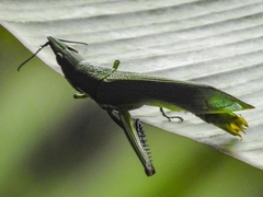 Legua crenulata