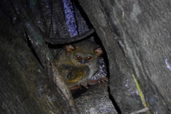 Spectral Tarsier photo 3