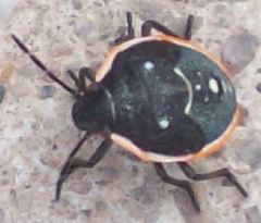 Chlorochroa sayi