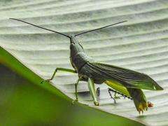Legua crenulata