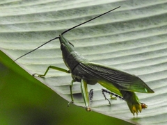 Legua crenulata