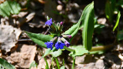 Pulmonaria mollis