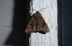 Ichneutica skelloni