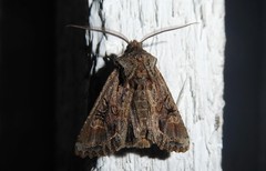 Ichneutica skelloni