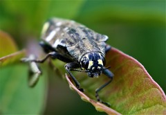 Polybothris scapularis
