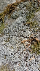 Cladonia petrophila