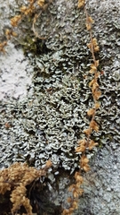 Cladonia petrophila
